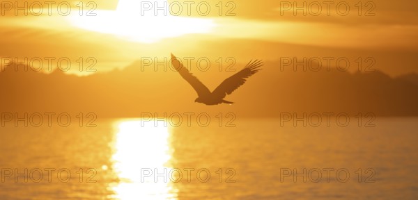 Bald eagle (Haliaeetus leucocephalus) flying in front of the setting sun, sunset, picturesque