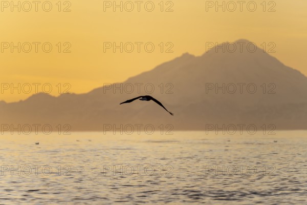 Bald eagle (Haliaeetus leucocephalus) flying in front of mountain silhouettes of the Aleutian chain
