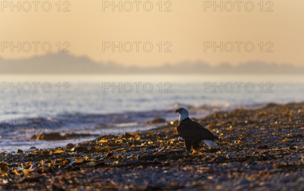 Bald eagle (Haliaeetus leucocephalus) on the beach at sunset, picturesque golden light of the