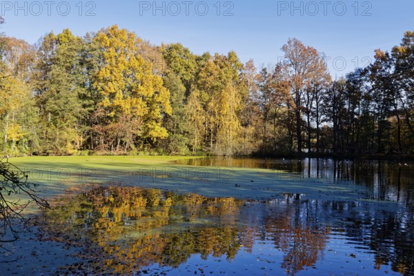 Autumn colors and algae on Sandbrack, a lake in the Kirchwerder district of Hamburg. Fünfhausen,
