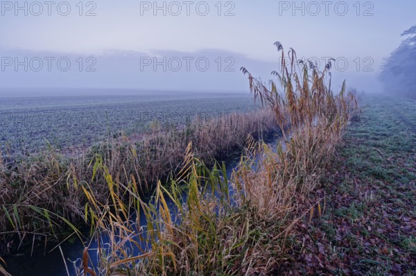 Winter landscape with reed at the Unterer Warwischer Wasserweg drainage trench in Hamburg's Vier-