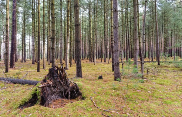 Coniferous forest, tall pine trees, in the Dahme-Heideseen nature park Park, also Dahmeland. A