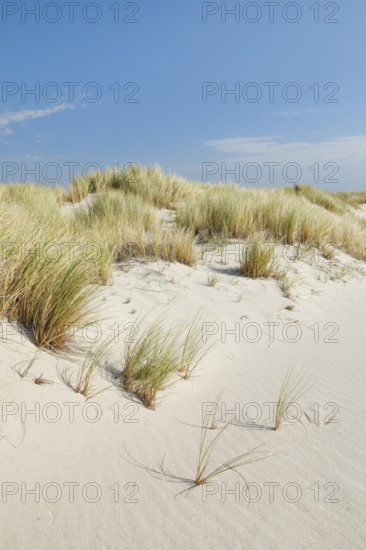 Sand dunes on the elbow on the island of Sylt, Germany
