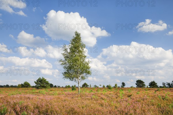 Birch tree in the blooming Lüneburg Heath, Lower Saxony, Germany