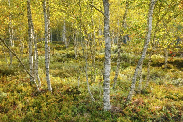 Birch forest and blueberry bushes in backlight, near Les Ponts-de-Martel in the canton of