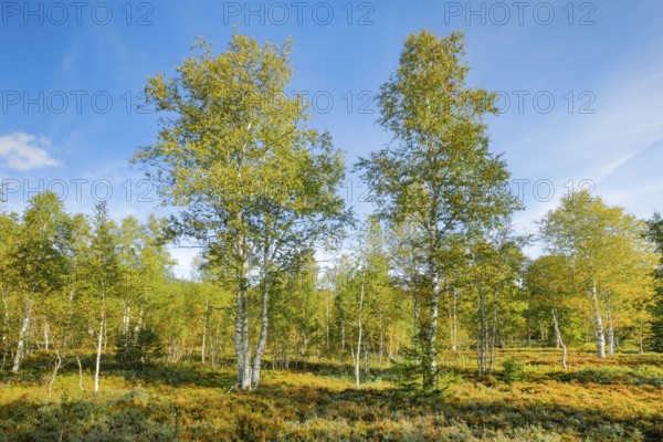 Large birch trees in early autumn with sunshine and blue sky, high moor near Les Ponts-de-Martel,