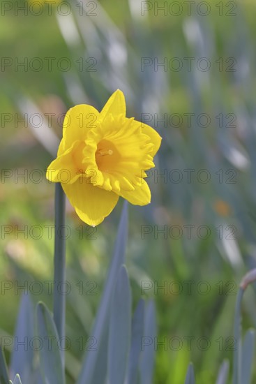 Daffodil (Narcissus), yellow flower in a garden, close-up, Wilnsdorf, North Rhine-Westphalia,