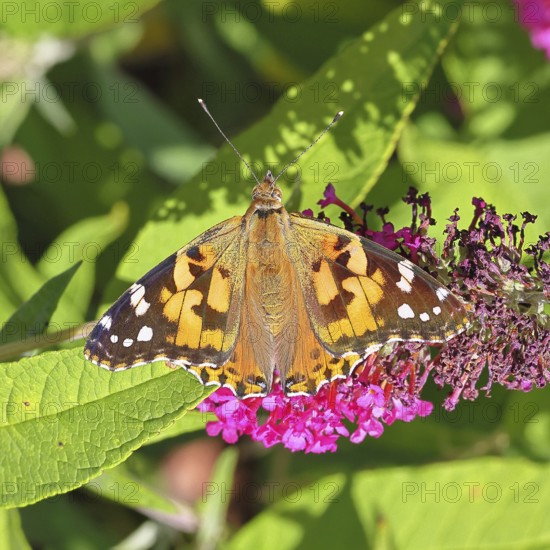 Thistle butterfly (Vanessa cardui) on a Buddleja davidii flower, Wilnsdorf, North Rhine-Westphalia,
