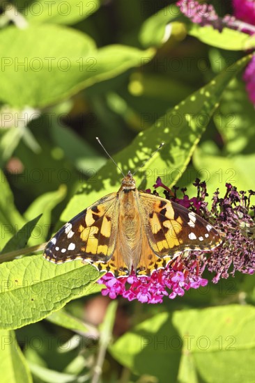 Thistle butterfly (Vanessa cardui) on a Buddleja davidii flower, Wilnsdorf, North Rhine-Westphalia,