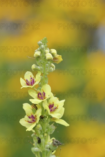 Dark mullein (Verbascum nigrum), flowers, inflorescence, in a natural garden, close-up, Wilnsdorf,