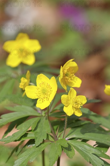 Yellow Anemone, Anemone ranunculoides, Yellow Wood Anemone, Anemone ranunculoides, in a beech