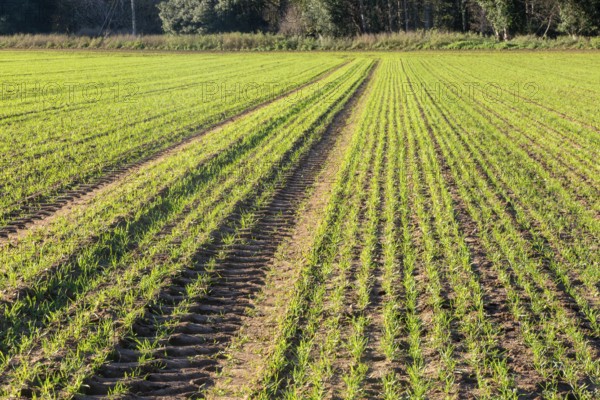 Green shoots of arable winter cereal crop growing in field rows down hillside, Shottisham, Suffolk,