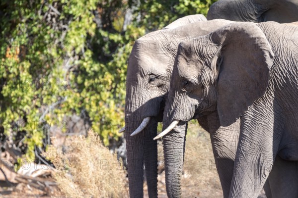 Two elephants, African elephants (Loxodonta africana), desert elephants, riverbed of the Ugab