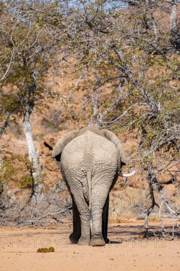 African elephant (Loxodonta africana) from behind, desert elephant, riverbed of the Ugab River,