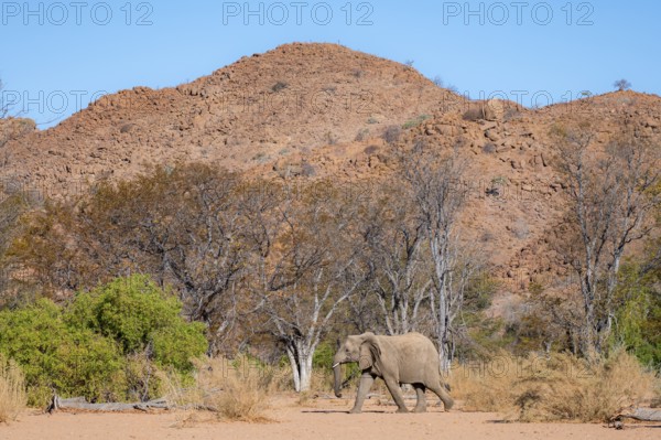 African elephant (Loxodonta africana), desert elephant in barren desert landscape, riverbed of the