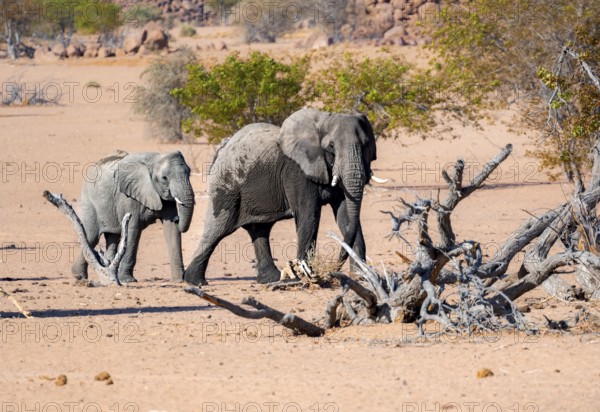 Two African elephants (Loxodonta africana), desert elephants, riverbed of the Ugab River,