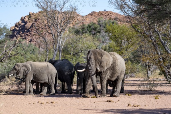 Herd of African elephants (Loxodonta africana) with adult male, desert elephants, riverbed of the