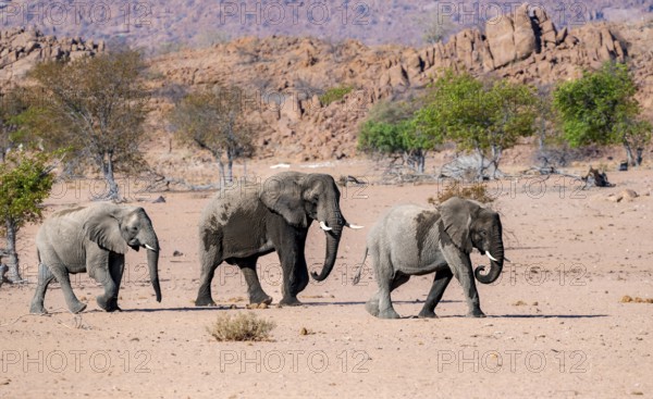 Three African elephants (Loxodonta africana), desert elephants, riverbed of the Ugab River,