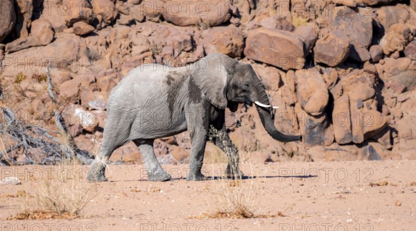 Young African elephant (Loxodonta africana), desert elephant, near the Ugab River, Damaraland,