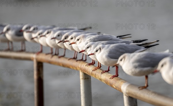 Black-headed gulls in winter dress, on a railing on the Rhine near Duisburg-Walsum, North