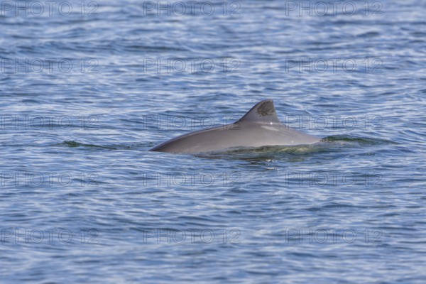 The Harbour porpoise (Phocoena phocoena) is a very small species of cetacean and, with a bit of