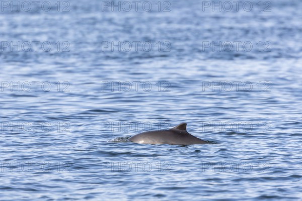 A Harbour porpoise (Phocoena phocoena) in the Baltic Sea, Denmark