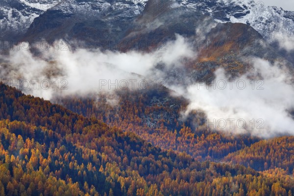 Coniferous forest with larch and spruce trees crossed by clouds of fog, Engadin, Canton of