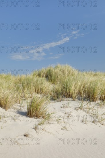 Sand dunes on the elbow on the island of Sylt, Germany