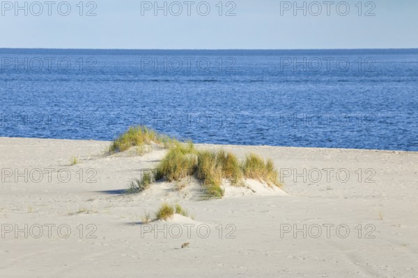Sand dunes on the elbow on the island of Sylt, Germany