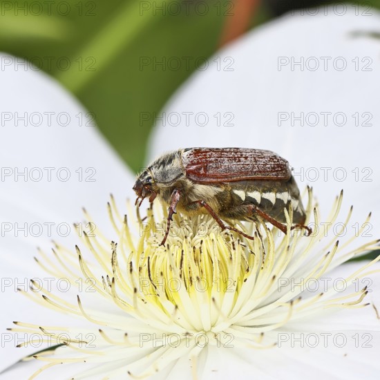 May beetle, field may beetle (Melolontha melolontha), female on the flower of clematis (Clematis),