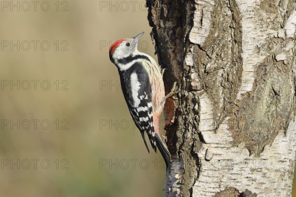 Middle woodpecker (Dendrocopos medius), foraging on the trunk of a common birch (Betula pendula),