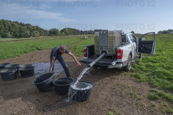 Young shepherd fills water tubs in the pasture for his sheep (Ovis gmelini aries), Othenstorf,