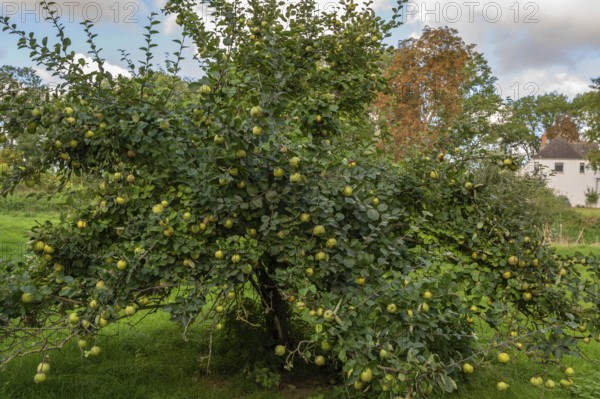Quince tree (Cydonia oblonga) full of ripe fruits, orchard at Gut Othenstorf, Mecklenburg-Western