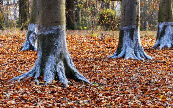 Protection against beaver damage, with whitish paint containing quartz sand, painted trees in the