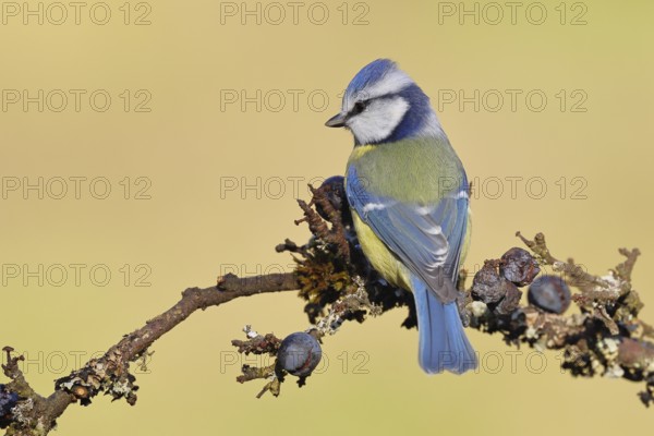 Blue tit (Parus caeruleus), sitting on a branch in a blackthorn bush, (Prunus spinosa), sloes, with