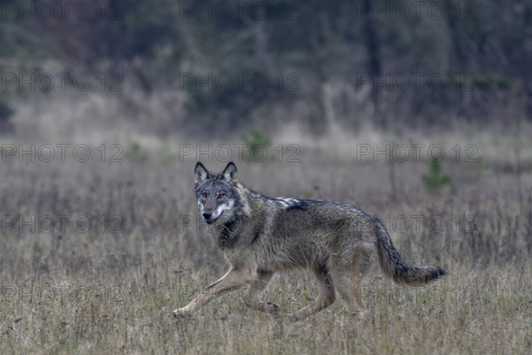 The direct view from the wolf (Canis lupus) is unique and remains an unforgettable experience for