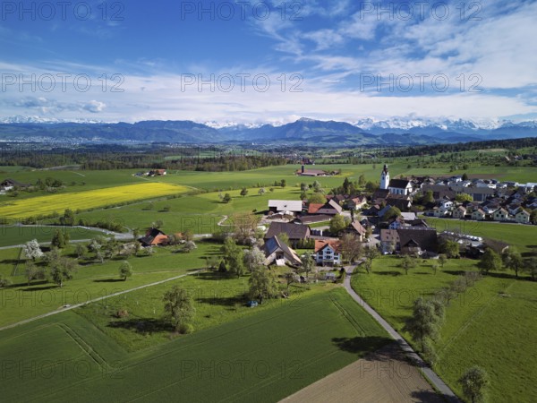View of town with field of blooming rapeseed, Rigi and the snowy Alps in the back, Beinwil,