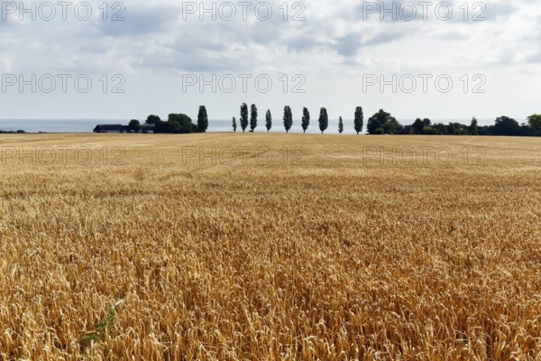 Golden brown, ripe wheat field in summer, dead ripe, Ertholmene, pea islands on the horizon,