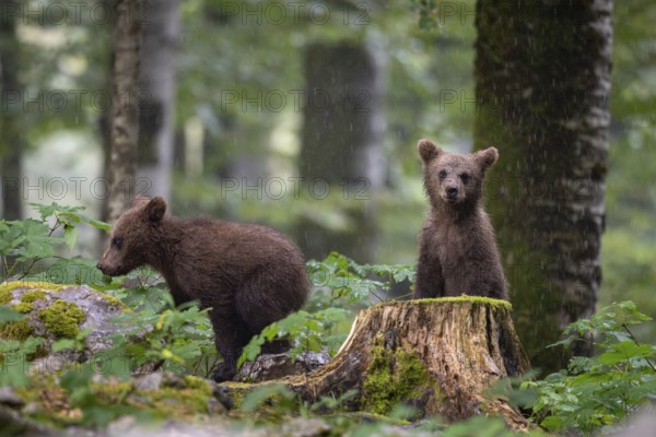 European brown bear (Ursus arctos arctos), two young animals in the forest, Notranjska region,