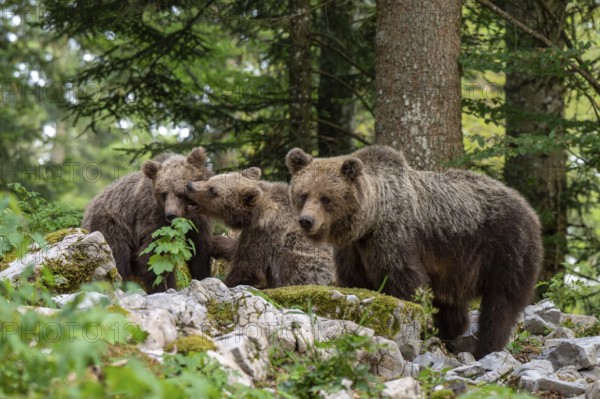 European brown bear (Ursus arctos arctos), mother with two cubs, in the forest, Dolenjska region,