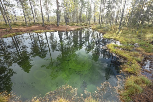 Emerald green spring water reflects autumn trees. Frog spring in the moor, wetland in Arvidsjaur,