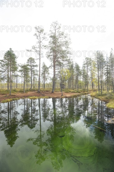 Emerald green spring water reflects autumn trees. Frog spring in the moor, wetland in Arvidsjaur,