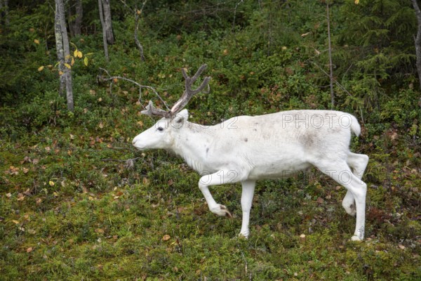 White reindeer on the edge of a forest in Sweden Lapland in autumn