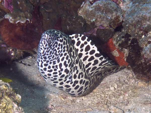 A black and white patterned moray eel, Great Web Moray (Gymnothorax favagineus), looks out of a