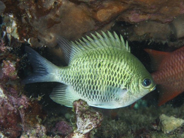 A light green antler coral reefass (Amblyglyphidodon curacao) swims in coral reefs. Close