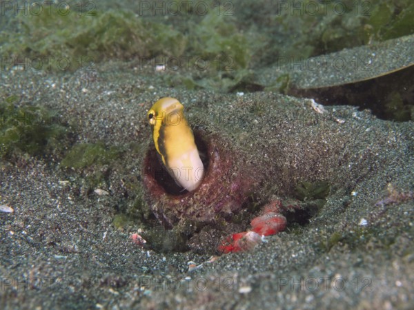 Yellow striped mimicry sabre-hagefish (Petroscirtes breviceps) peeks out of an empty bottle in the