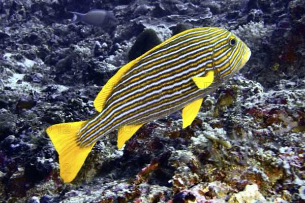 A yellow-black striped fish, golden ribbon sweet lip (Plectorhinchus polytaenia), swims in the