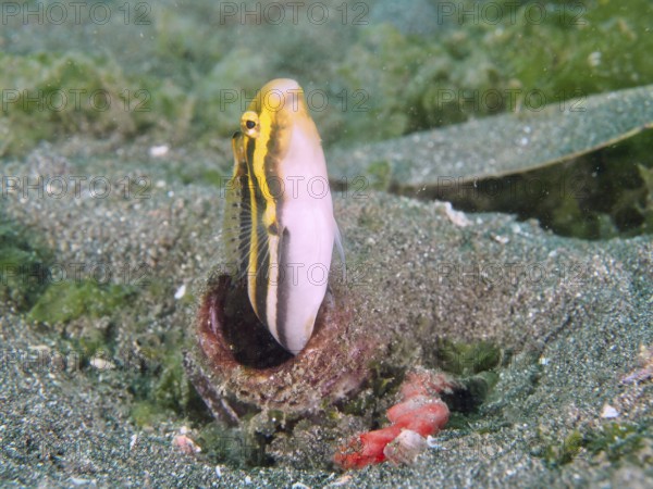 Small fish, striped mimicry sabre slime (Petroscirtes breviceps), emerges from an empty bottle in