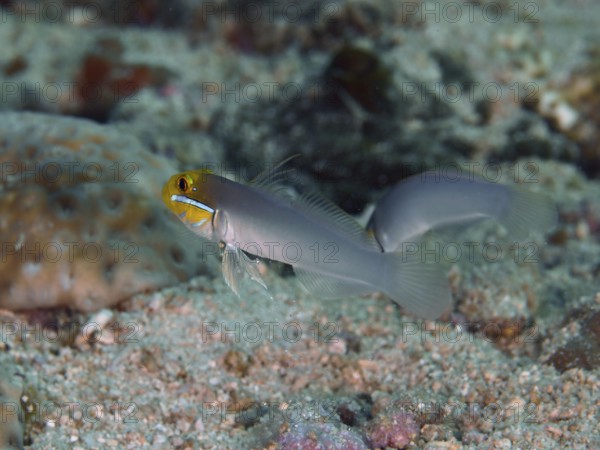 Two small fish, goldbrow sleeper gown (Valenciennea strigata), swim across sandy seabed. Spice Reef