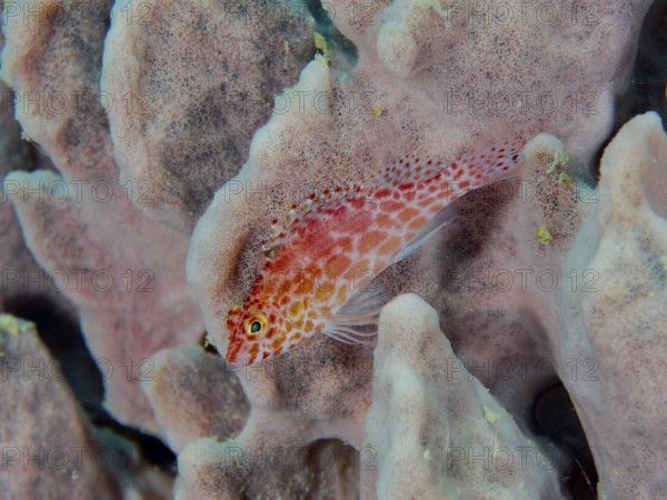 A small red fish, Spotted Coral Guardian (Cirrhitichthys oxycephalus), rests on a sea sponge. Close